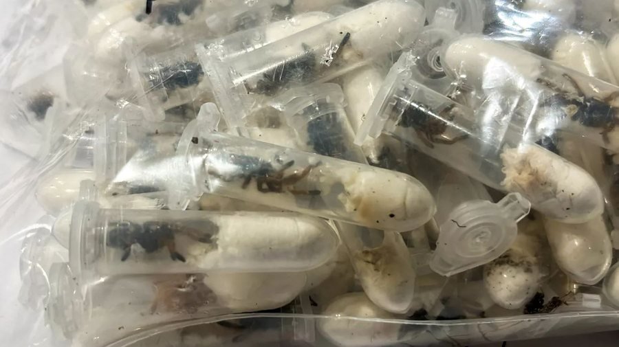 Doganierët gjermanë gjejnë 1500 merimanga të fshehura në kuti ëmbëlsirash në aeroport
