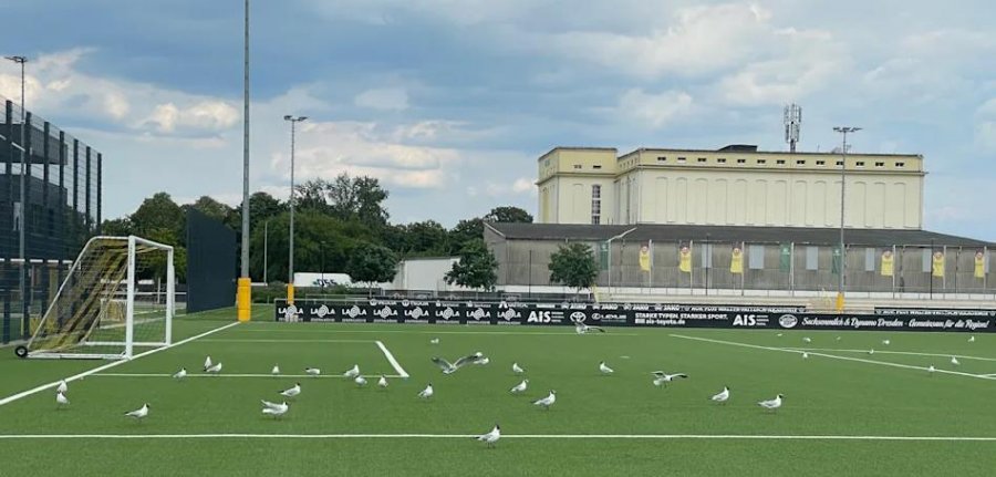 E pazakontë/ Pulëbardhat ‘hanë’ fushën stërvitore të Dynamo Dresden!