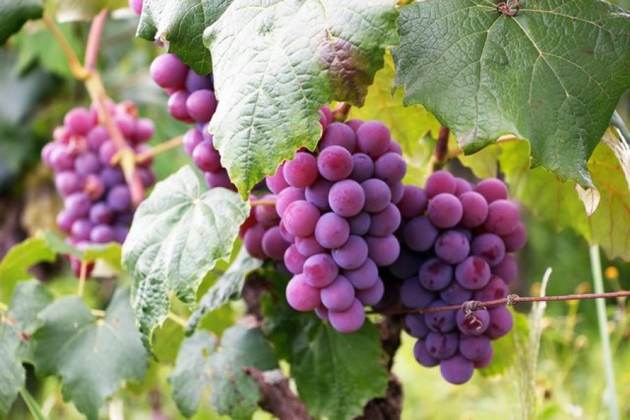 10 receta të shpejta verore me fruta sezoni (pa sheqer të shtuar)