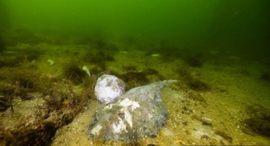 Katastrofë ekologjike në Australinë Jugore: Algat toksike shkatërrojnë jetën detare dhe paralizojnë industrinë e peshkimit