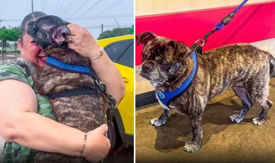 I zhdukur pas uraganit Harvey, qeni gjendet 8 vjet më vonë 480 km larg shtëpisë
