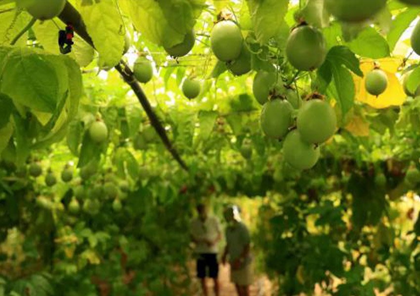 'Kopshti i Edenit'/ Shqipëria synon kultivimin e frutave ekzotike për Europën