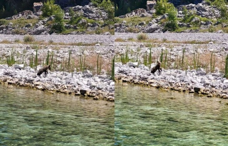 FOTOLAJM/ Ariu i vogël i murrmë 'kapet' duke u freskuar në Liqenin e Prespës