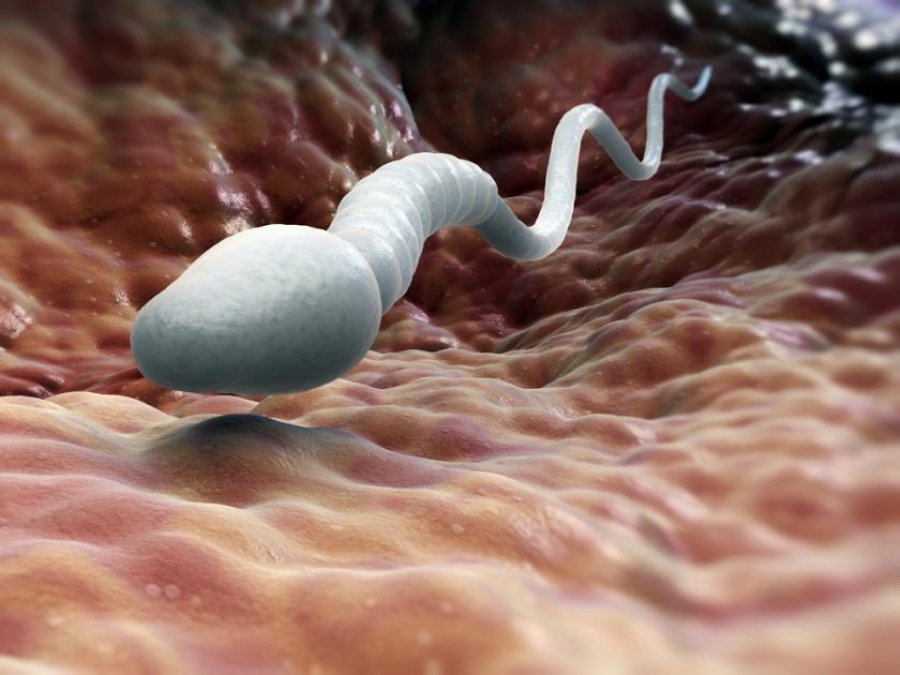 Ngrohja globale rrezikon prodhimin e spermës, ja çfarë thotë mjekja