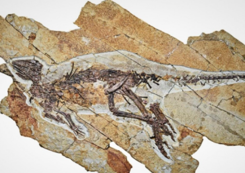Shkencëtarët zbulojnë fosilin e një dinosauri që mund të ketë cicëruar si zog