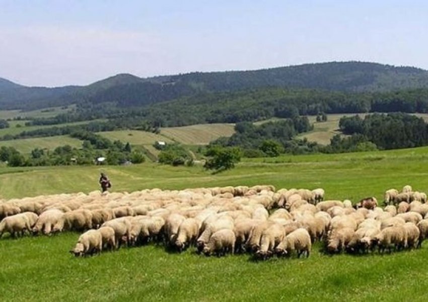 Konfirmohet rasti i parë me murtajën që prek bagëtitë e imta në Shqipëri
