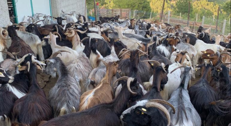 Murtaja e bagëtive të imta në Shkodër, vendoset në karantinë ferma, dhitë do asgjësohen
