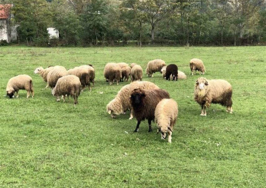 Sëmundja e murtajës/ Kosova ndalon importin e deleve dhe dhive nga Shkodra dhe Kukësi