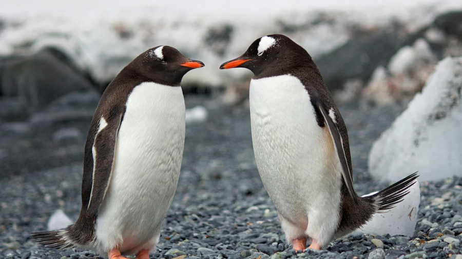 Klima e Antarktidës varet nga jashtëqitjet e pinguinëve, thonë shkencëtarët