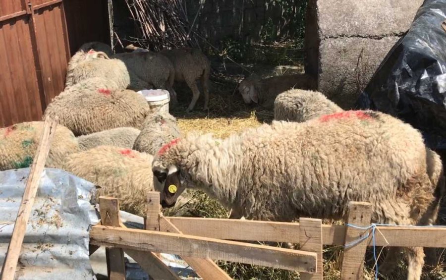 Ngordhin 80 dele në Shkodër, do të asgjësohen 200 krerë