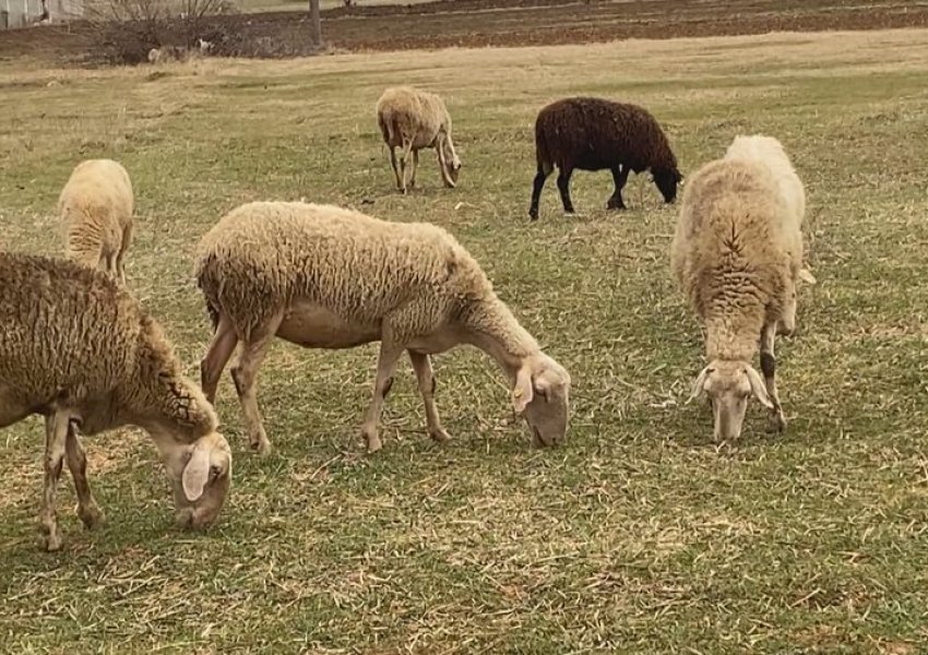 Kosova ndalon importin e deleve dhe dhive nga Maqedonia e Veriut