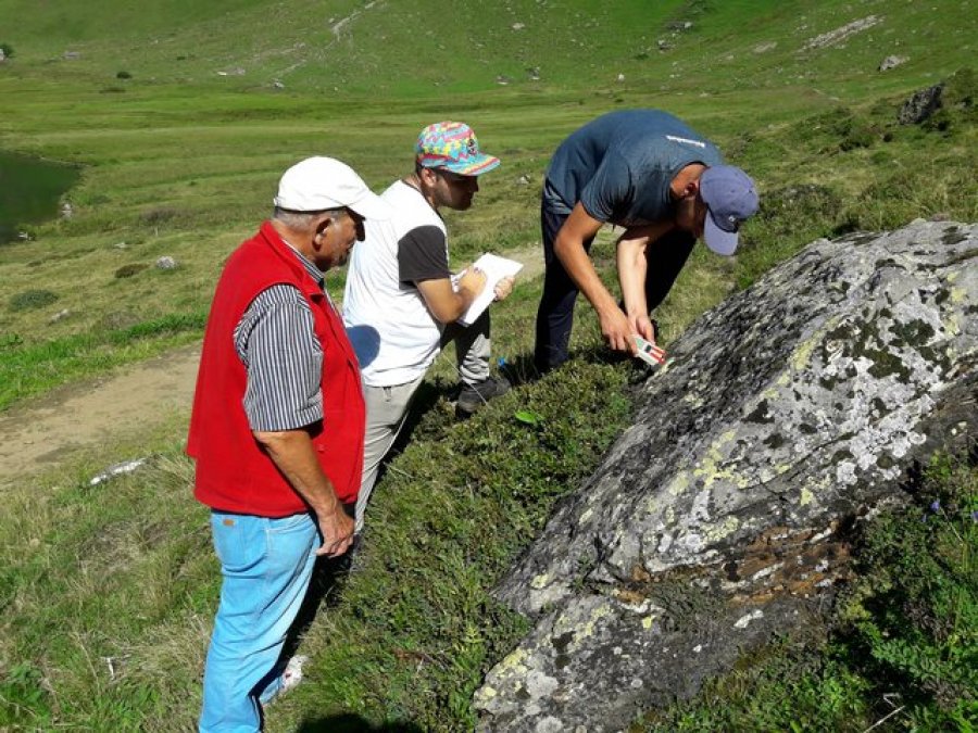 Një lloj i ri Shafrani, i sapo zbuluar në Shqipëri