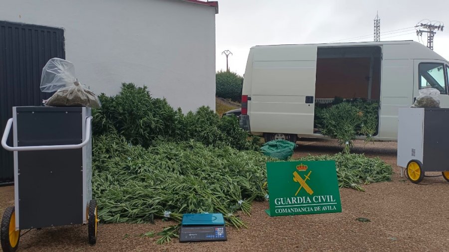 Zbulohet plantacioni me 3880 bimë marijuanë, arrestohen 3 shqiptarë