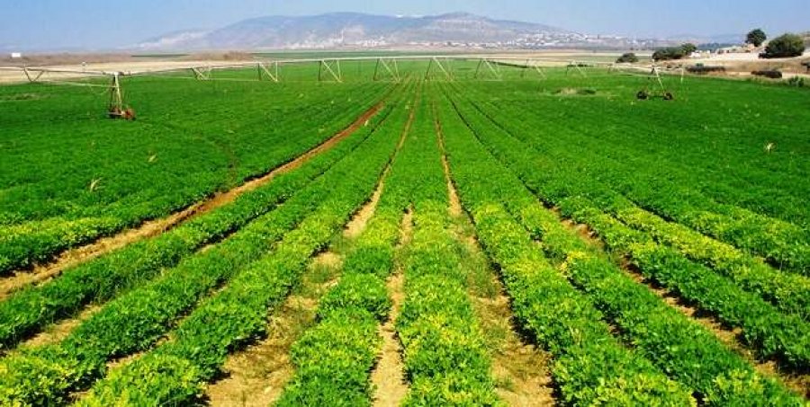 Fermerët e zonës së Fier-Sheganit drejt falimentimit pas breshrit shkatërrues