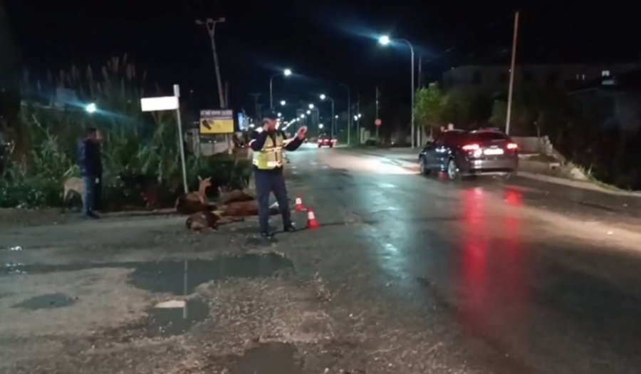 Aksident në Lushnjë/ Makina godet një tufë me bagëti! Ngordhin disa krerë