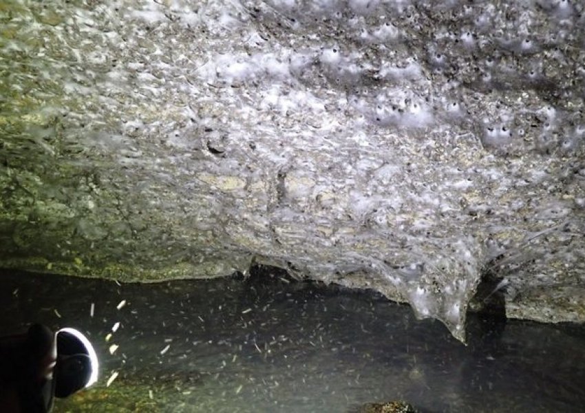 Zbulohet rrjeta më e madhe e merimangave në botë në kufirin Shqipëri–Greqi