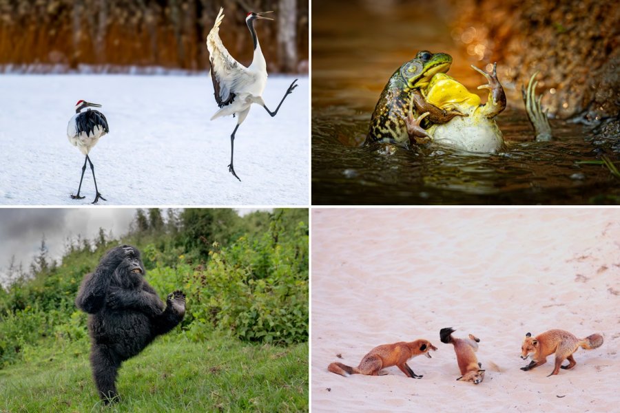 Foto të jashtëzakonshme: Finalistët e Çmimeve Nikon Comedy Wildlife 2025