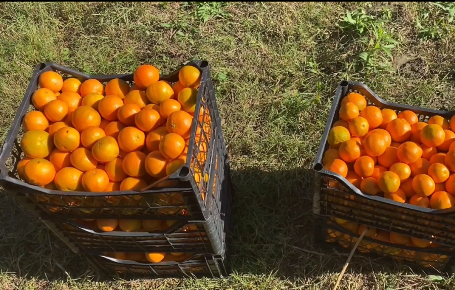 Fermerët e Dimalit drejt falimentimit: Çmimet e ulëta dhe mungesa e tregut kërcënojnë prodhimin e agrumeve