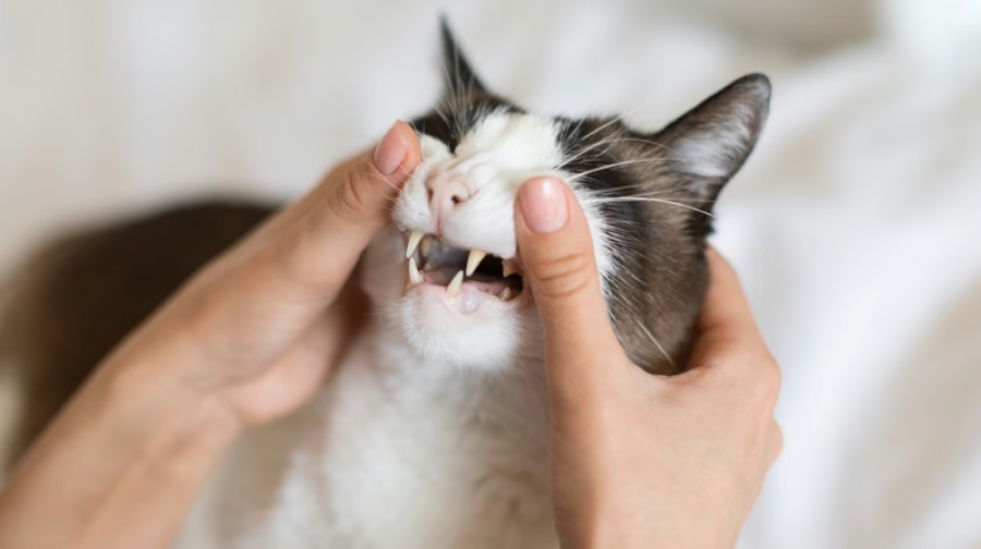 Veterineri paralajmëron për ushqimet që mund të dëmtojnë dhëmbët e maces suaj