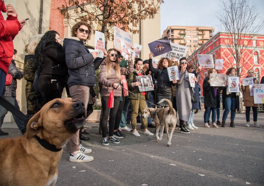 20 Nëntor, shqiptarët në protestë kundër helmimit dhe abuzimit me kafshët