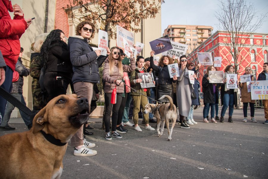 20 Nëntor, shqiptarët në protestë kundër helmimit dhe abuzimit me kafshët