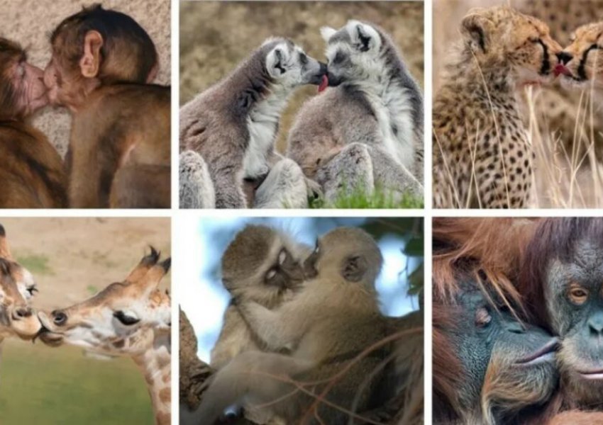 Puthja s’është shpikur nga romantikët! Historia që daton 21 milionë vite më parë dhe evoluimi nga kafshët tek njeriu