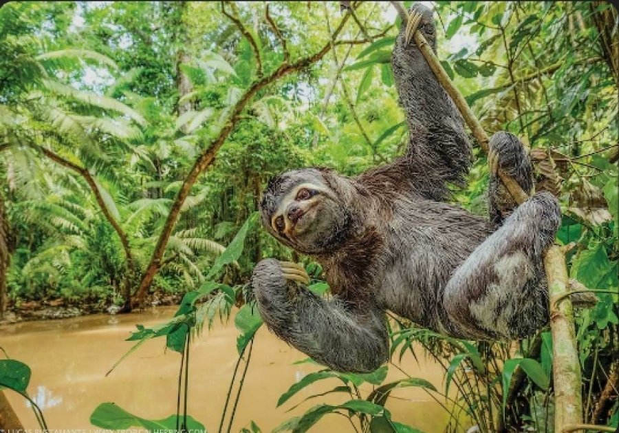 Strategjia tropikale e riprodhimit: Një thirrje nga maja e pemës udhëzon meshkujt te sloth-i femër, ja si kursehet energjia gjatë çiftimit