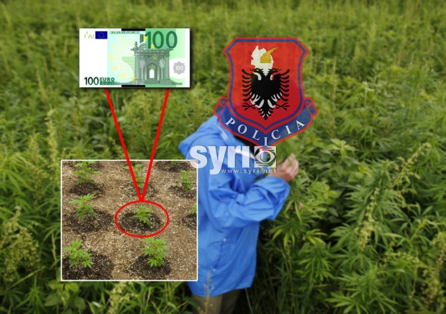 ‘Shqipëria po ‘mbytet’ me kanabis’/ Antidroga italiane konfirmon shpërthimin e plantacioneve