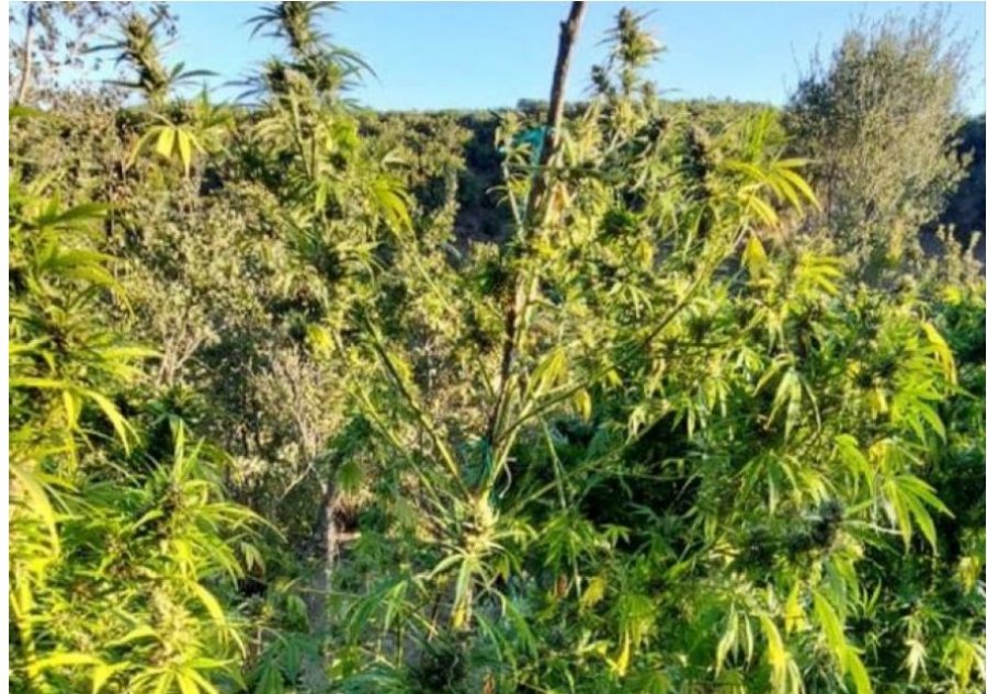VIDEO + FOTO/ Oficerët e policisë zbulojnë një plantacion me 1,650 fidanë kanabisi në një zonë të Janinës 