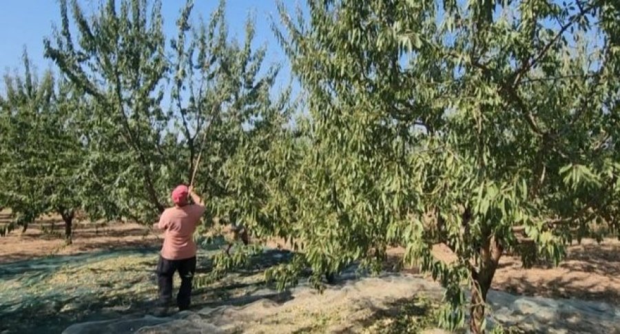 'Investime që shkojnë në humnerë'/ Fermerët e Rroskovecit: Nuk kemi përfituar subvencione. Marrin vetëm ata që janë me partinë