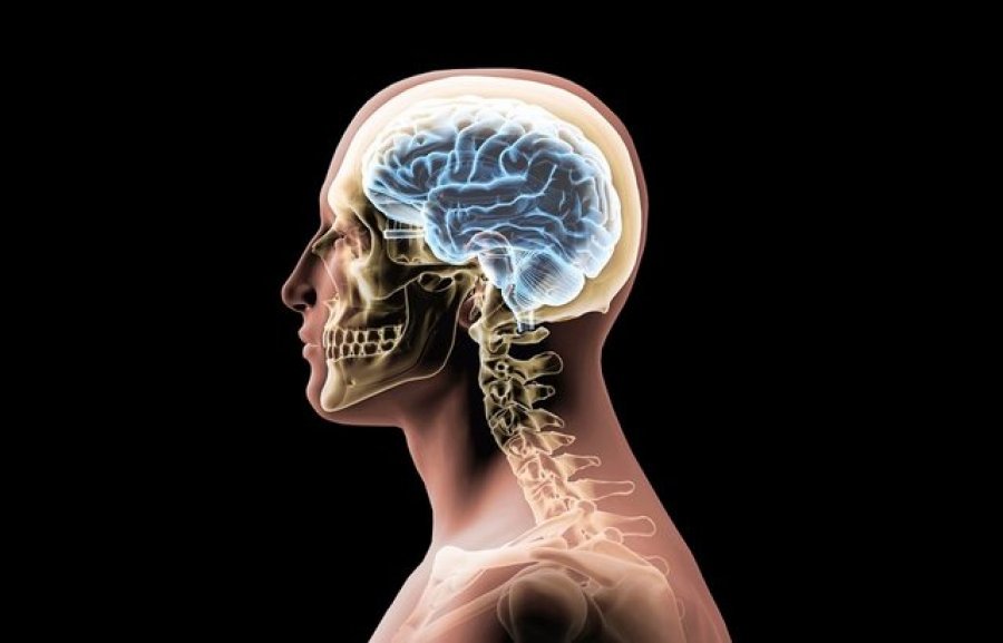 Neuroestetika, pse truri ynë e gjen diçka të bukur
