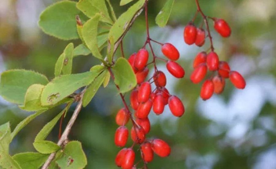 Berberina, Ozempic-u i natyral që bën të humbisni peshë shpejt