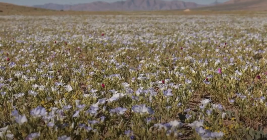 Shkretëtira Atacama e Kilit lulëzon pas shirave të rralla të dimrit