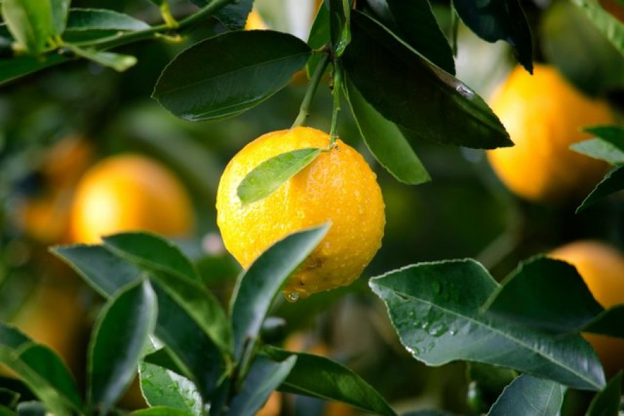 Limoni – detoks natyral për trupin