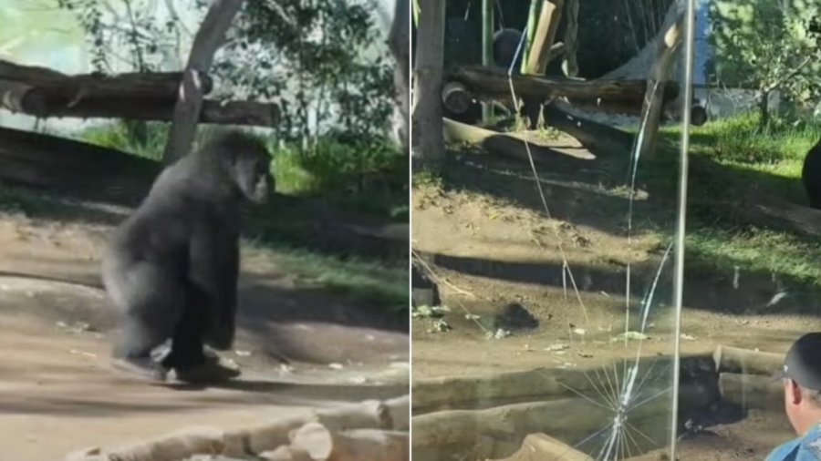Panik në Kopshtin Zoologjik të San Diegos, gorilla thyen barrierën prej xhami. Tmerrohen vizitorët