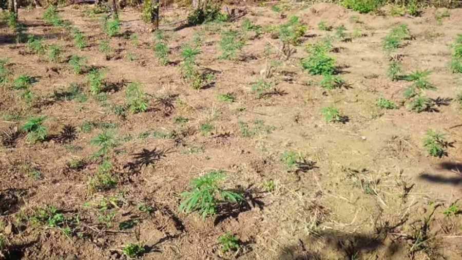 Zbulohet plantacioni me marijuanë pranë kufirit greko-shqiptar, sekuestrohen fidanët