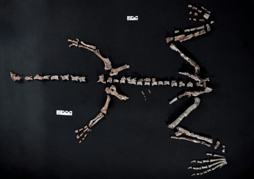 Zbulohet një nga dinosaurët më të vjetër në botë në Andet argjentinase