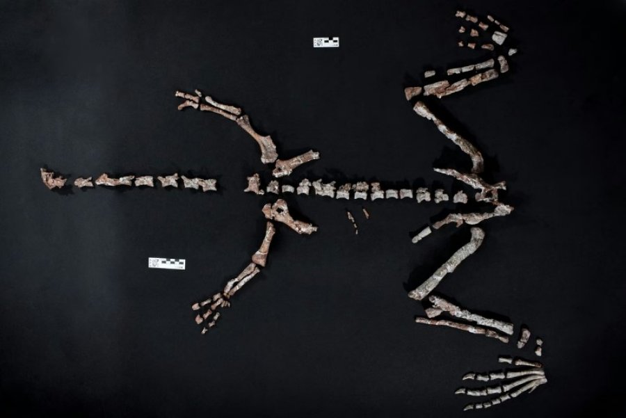 Zbulohet një nga dinosaurët më të vjetër në botë në Andet argjentinase