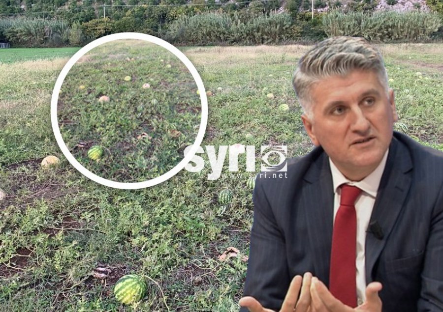 Gjekmarkaj: Mijëra ton prodhime kalben në arat e Lezhës, ministrat e Ramës numërojnë tendera, koncesione...