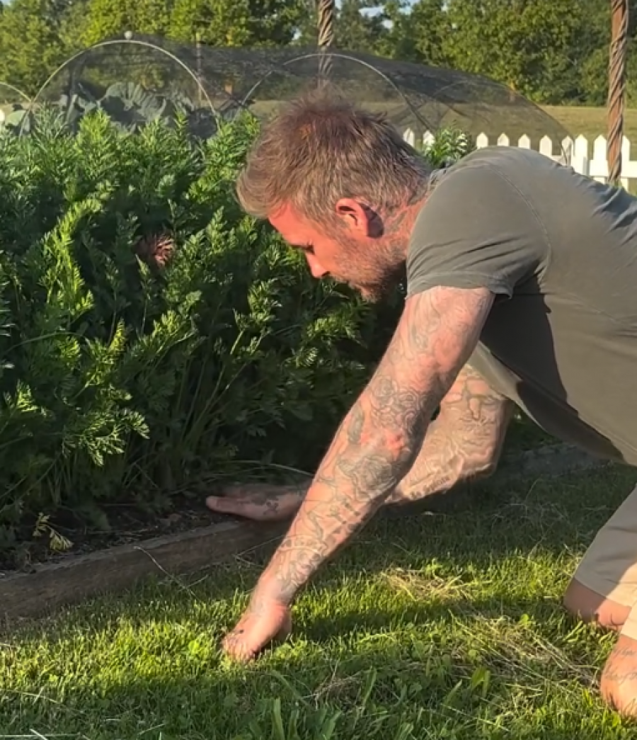 David dhe Victoria Beckham tregojnë  jetën prej fshatari: mbjellin qepë, bishtaja...