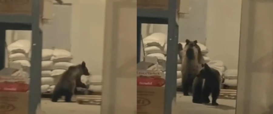 VIDEO/ Kosovë - Dy arinj futen në një depo ushqimore në Dragash, pronari i filmon