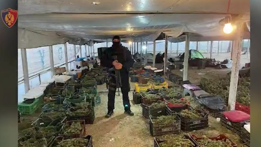 EMRI - Sekuestrimi i 870 kilogramëve kanabis në Berat/ Kapet në Mbretërinë e Bashkuar 30-vjeçari