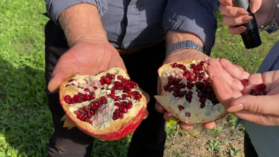 Fermerët e Gostimës braktisin shegët, çmimi i ulët i detyron fermerët ta lënë frutin në pemë