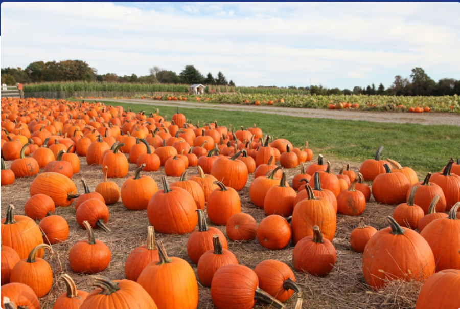 Danezët përfshihen në ethet e Halloween-it/ Një milion kunguj për gjashtë milionë banorë! Ja si e festojnë 'festën e frikës'?