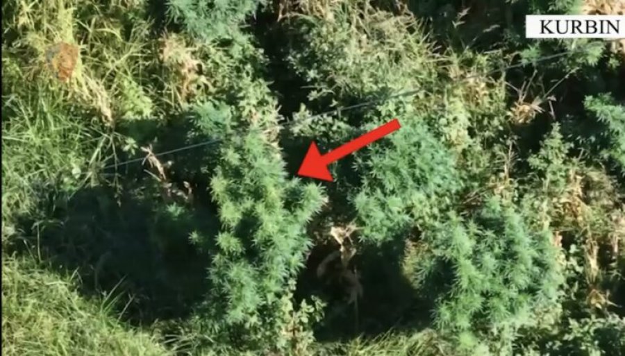 Gjenden 221 bimë kanabisi e 108 fara në Kurbin, arrestohen dy persona, një tjetër në kërkim