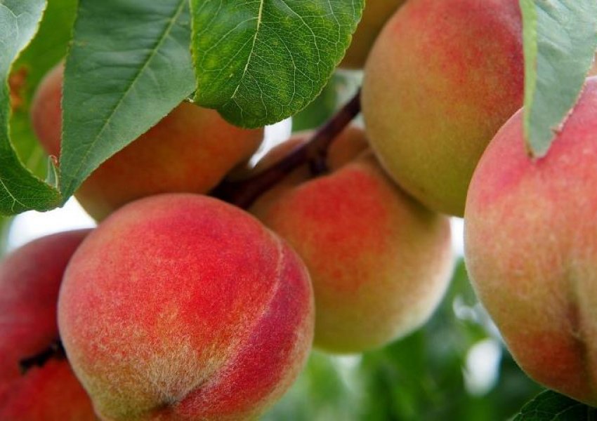 Në tregun e Bosnje Hercegovinës pjeshkë nga Shqipëria me pesticide të rrezikshme për shëndetin e fëmijëve