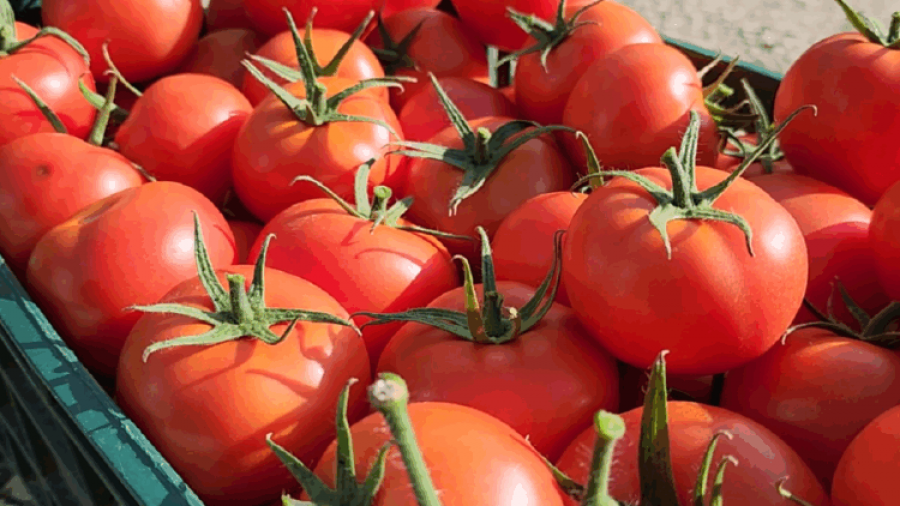 Pas bllokimit të pjeshkëve, Kroacia asgjëson 4 ton domate shqiptare nga Berati me pesticide të rrezikshme
