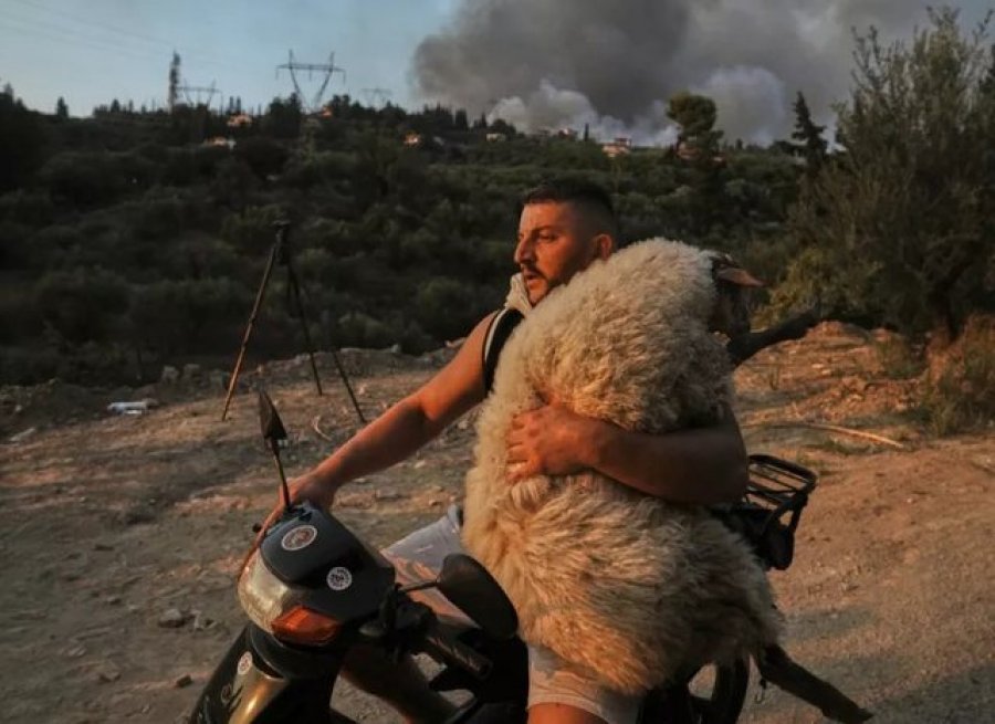 Shqiptari që shpëtoi një dele nga zjarri, në mesin e 12 fotove më ikonike të vitit sipas BBC