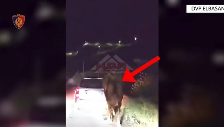 U filmua duke tërhequr kalin me automjet, procedohet penalisht për keqtrajtimin e kafshëve burri në Elbasan