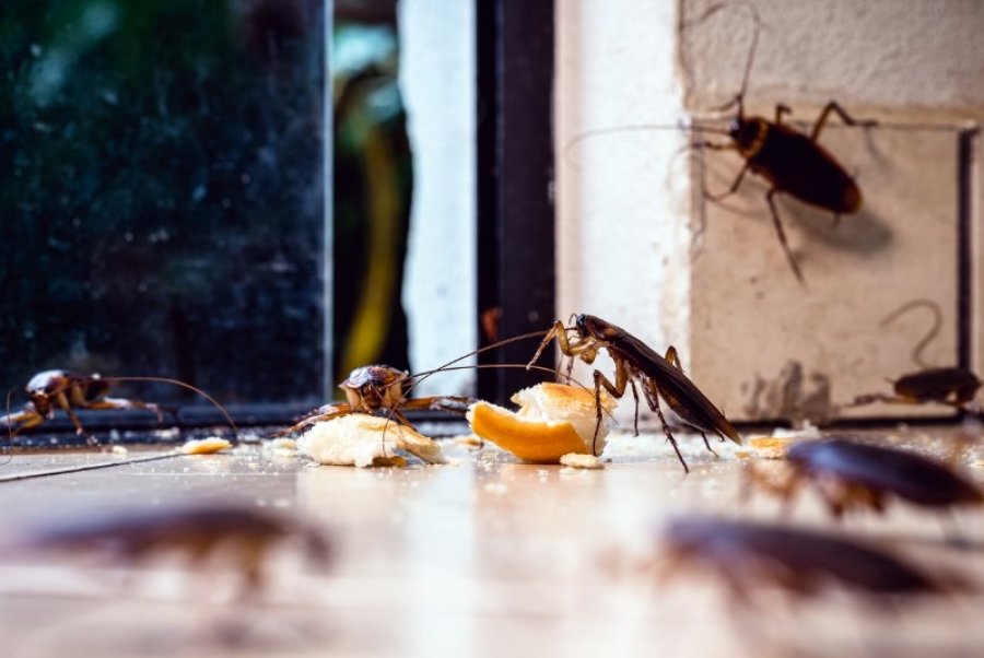 Jeta urbane krijon 'parajsë' për insektet: Dezinsektimi profesional bëhet domosdoshmëri